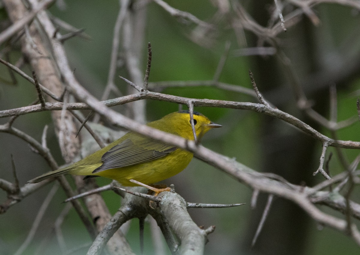 Wilson's Warbler - William Higgins