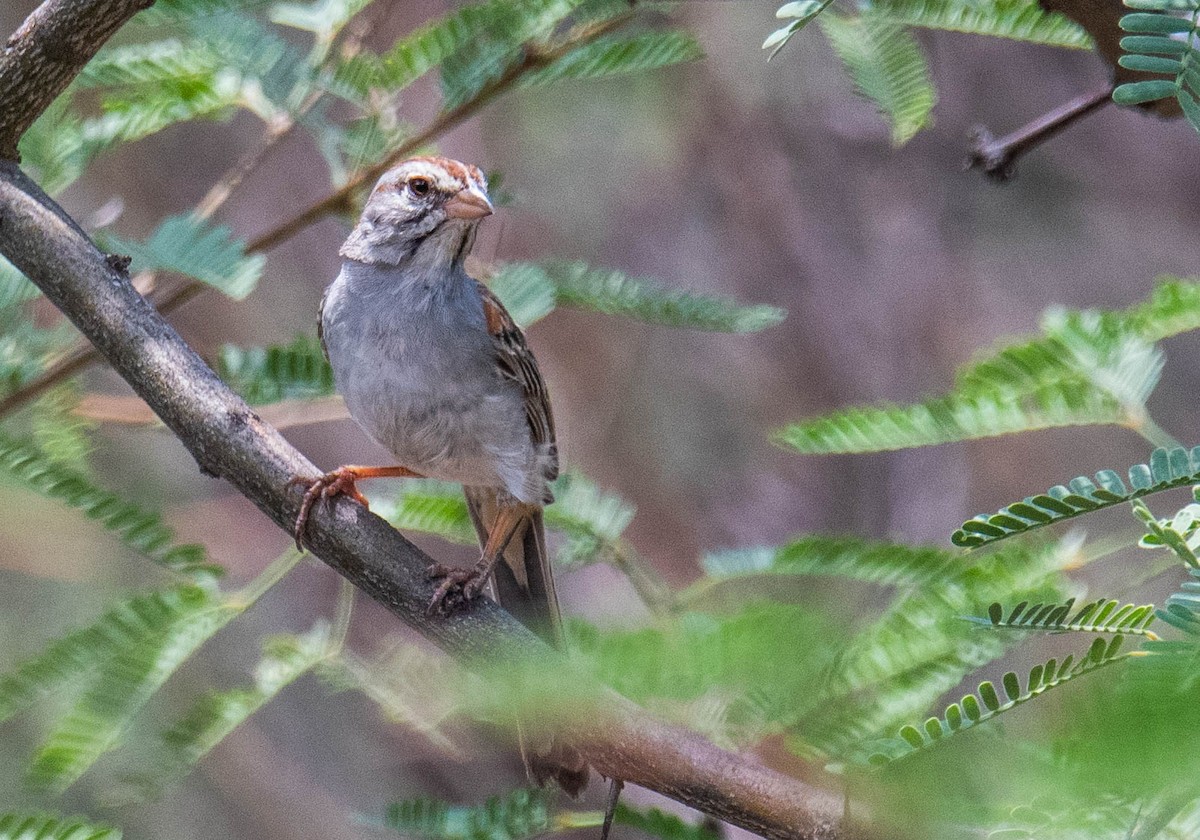 Rufous-winged Sparrow - ML353882941