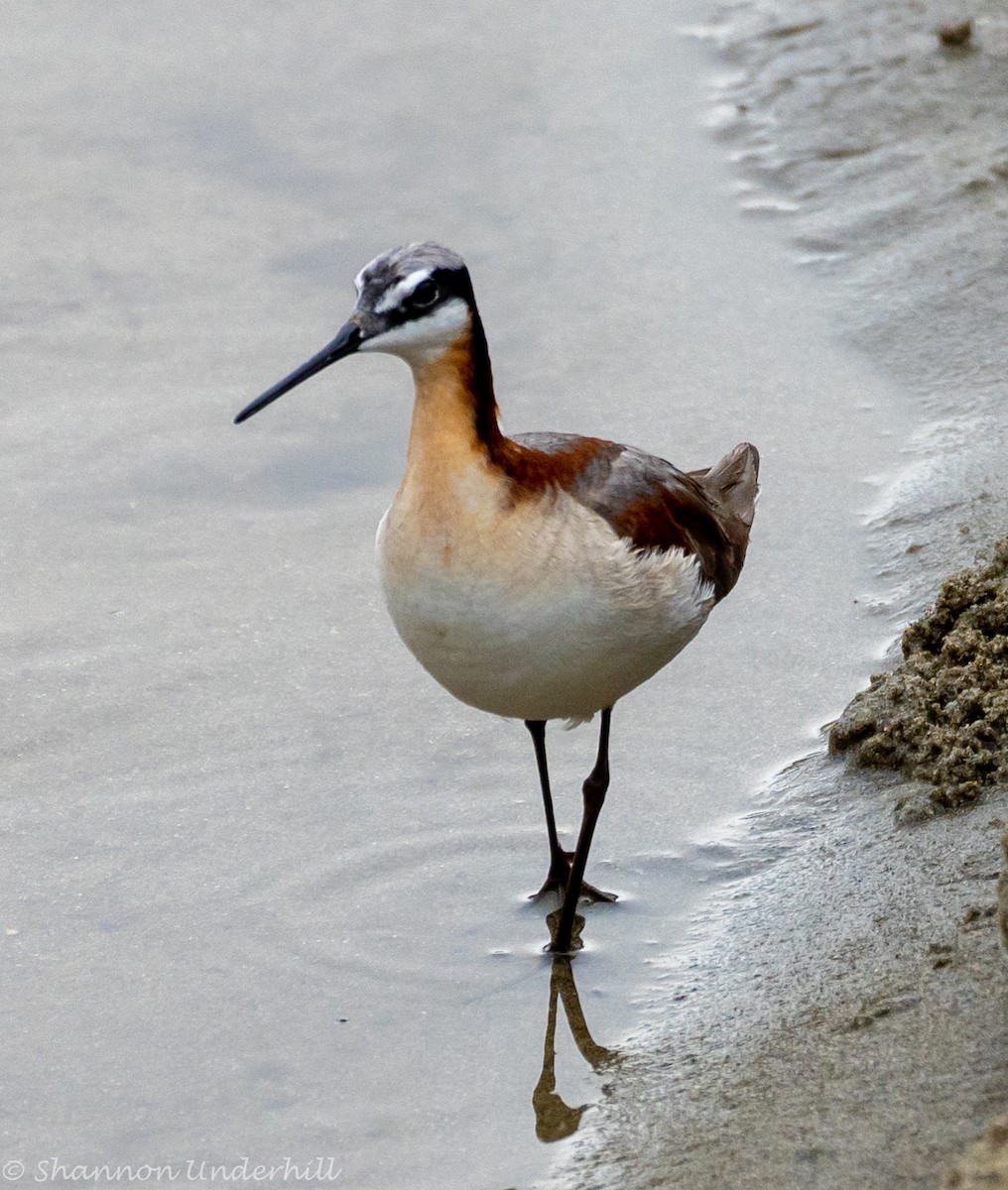 Wilson's Phalarope - ML353884061