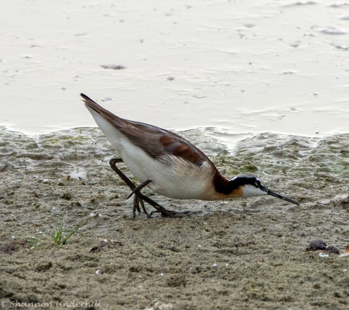 Falaropo Tricolor - ML353884081