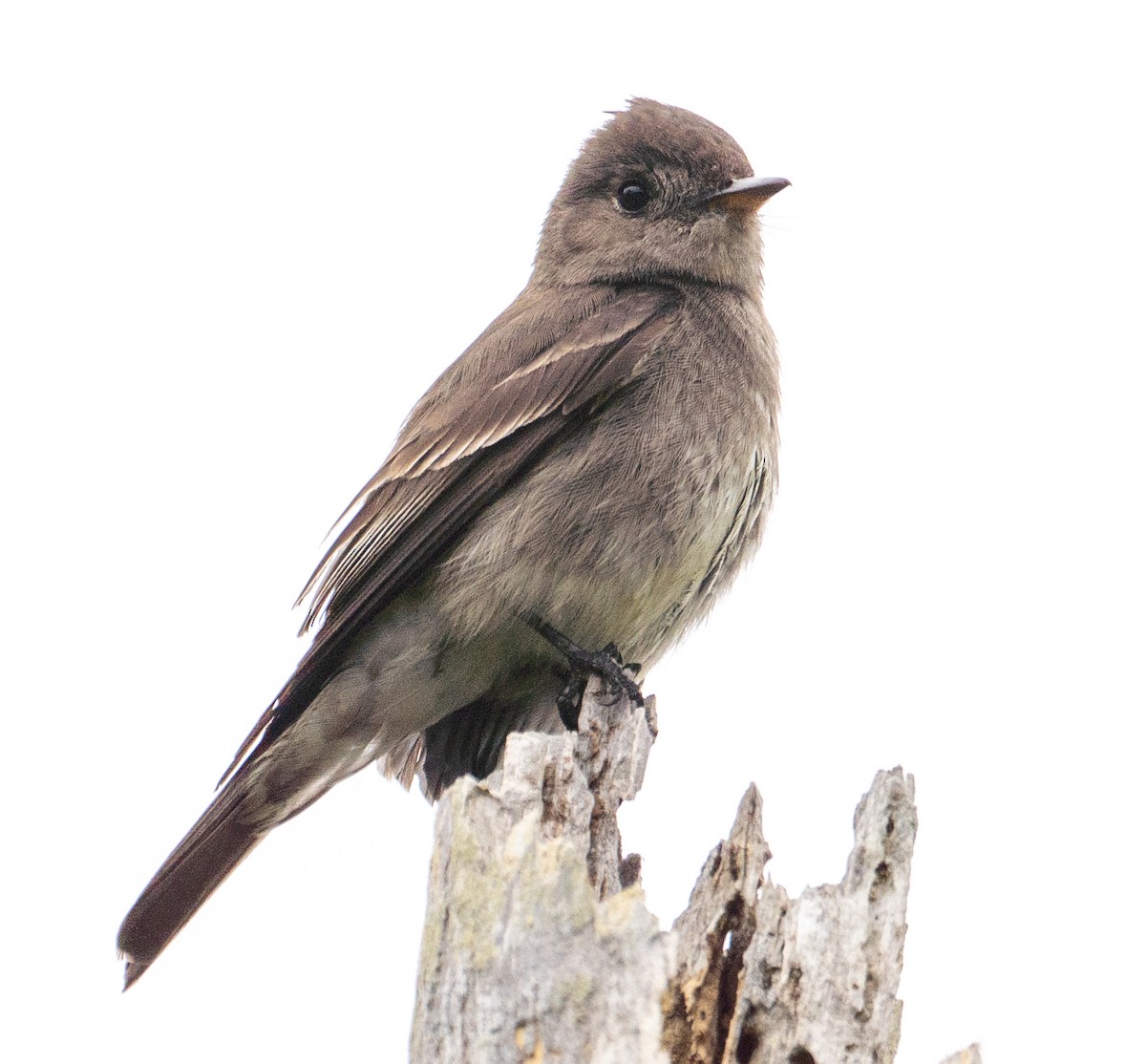 Western Wood-Pewee - ML353885041