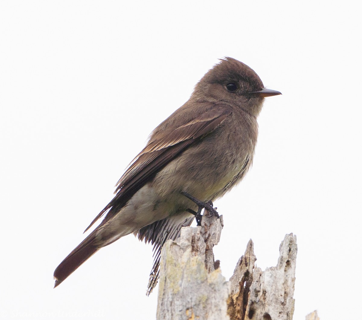 Western Wood-Pewee - ML353885051