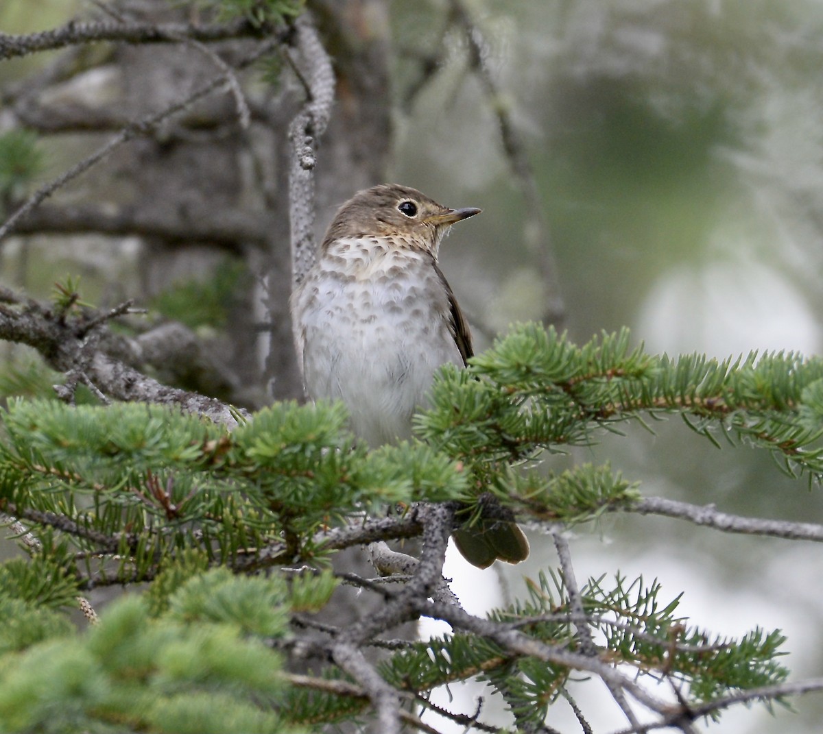 Hermit Thrush - ML353885211