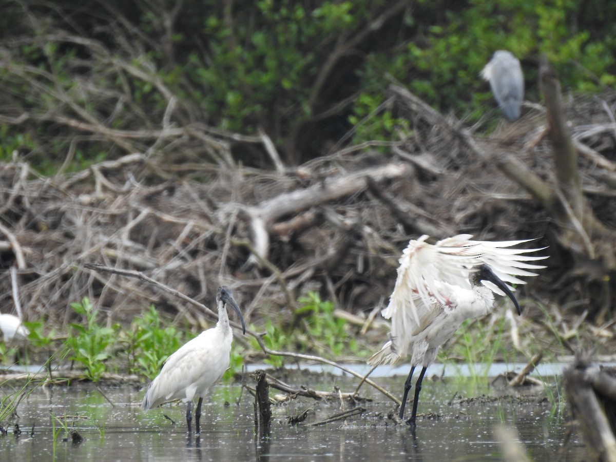 ibis černohlavý - ML353886361