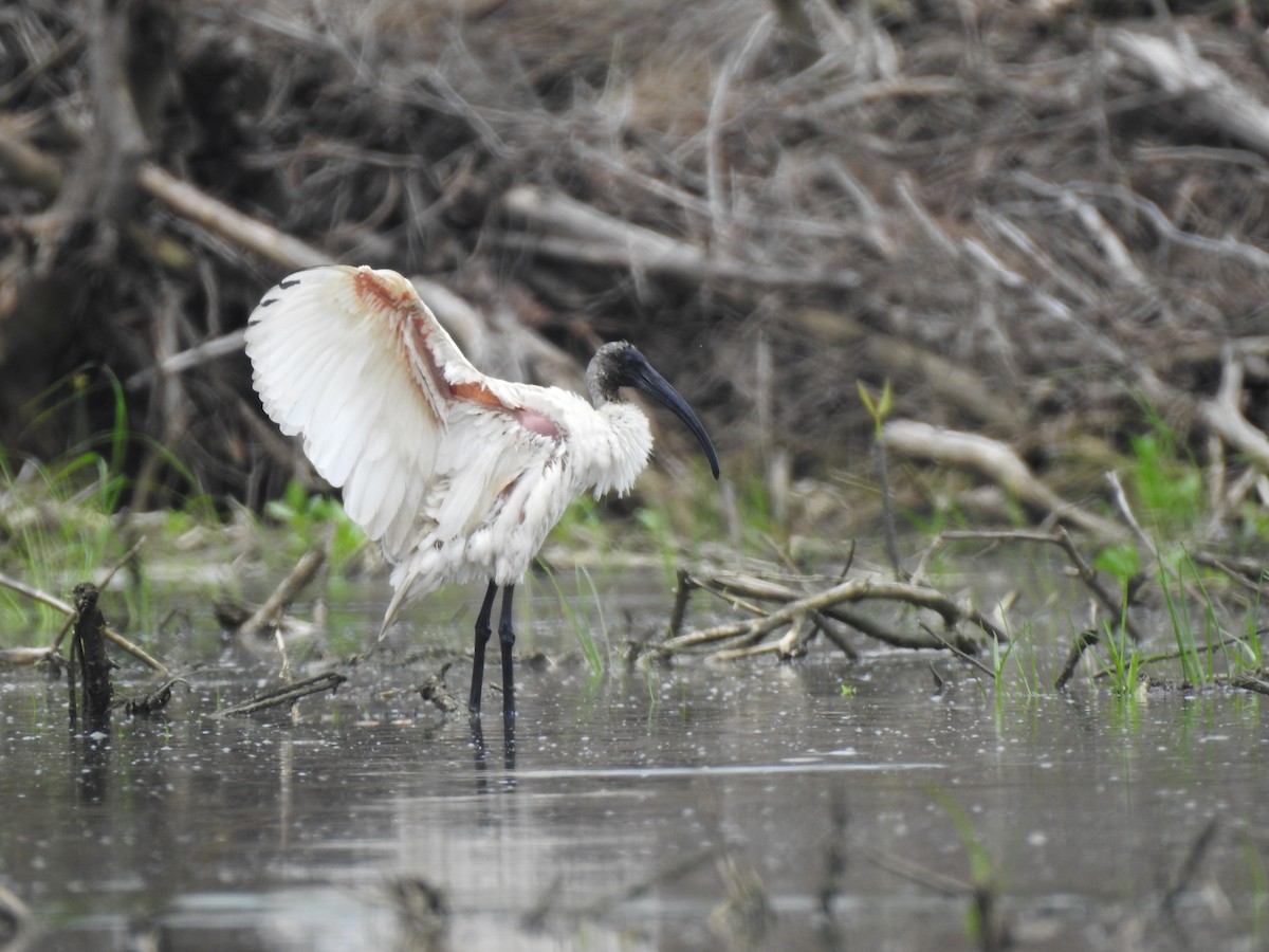 ibis černohlavý - ML353886371