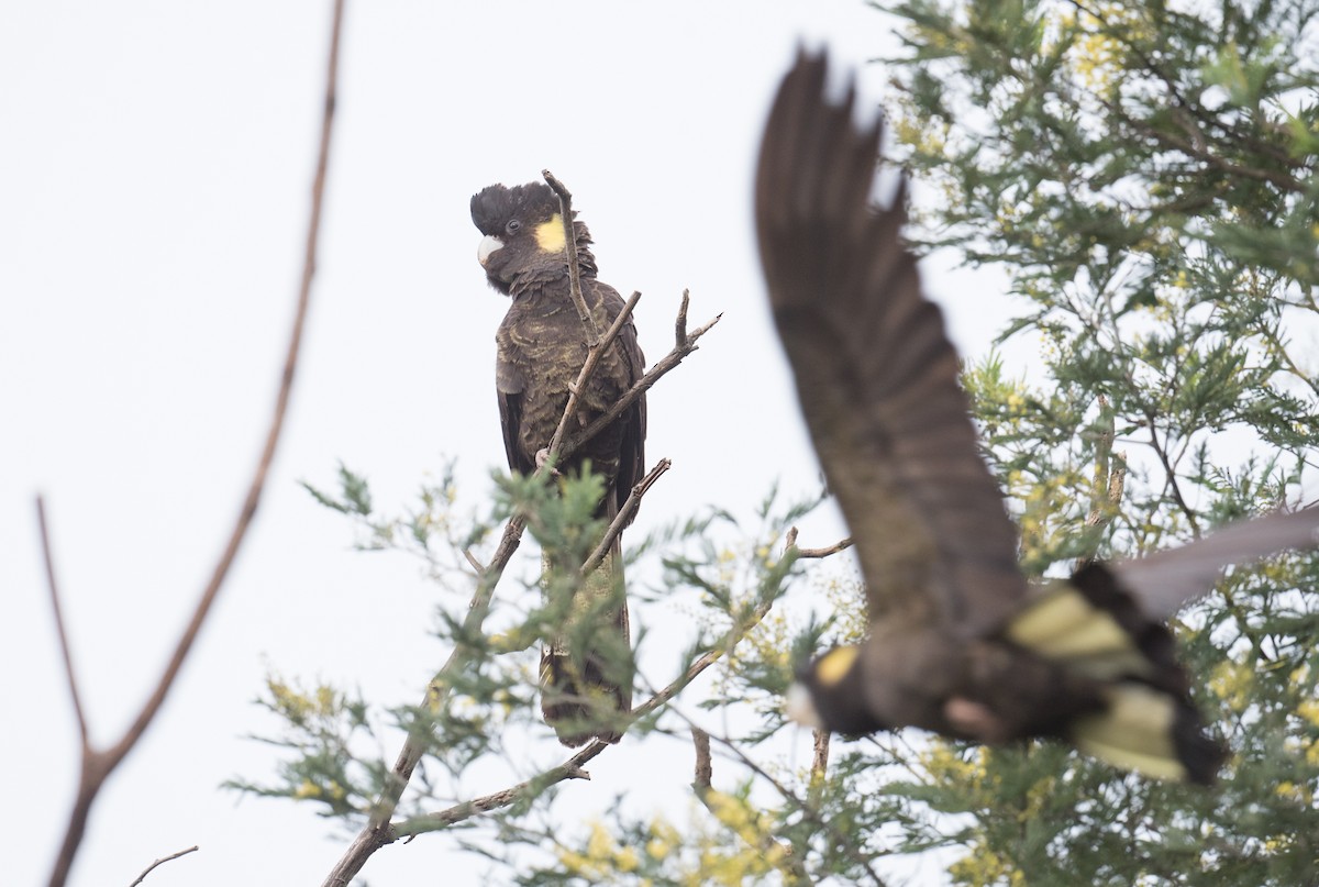 Yellow-tailed Black-Cockatoo - ML353887421