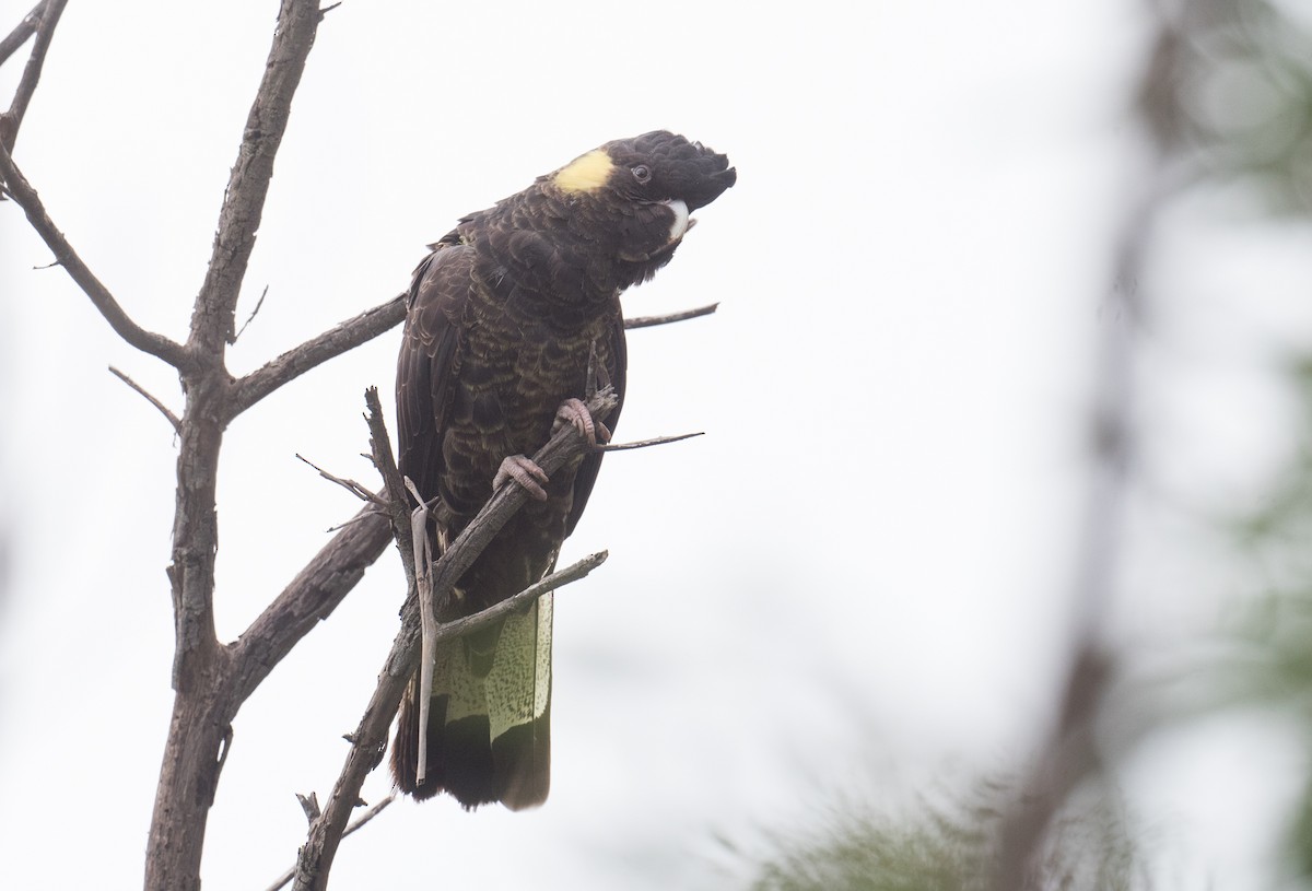 Yellow-tailed Black-Cockatoo - ML353887441