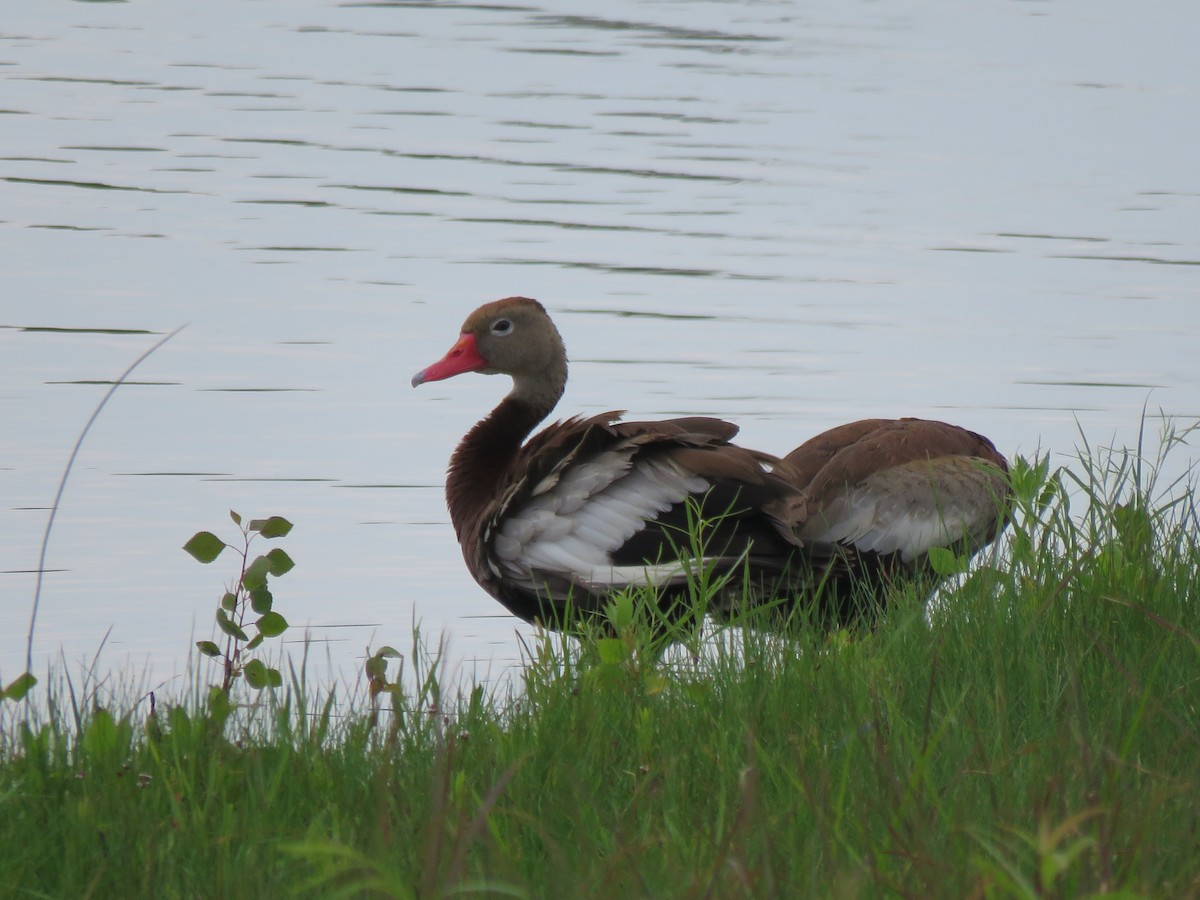 Black-bellied Whistling-Duck - ML353888701