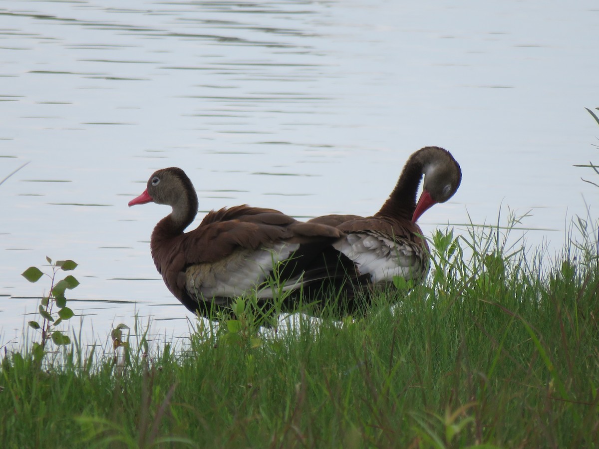 rødnebbplystreand - ML353888751