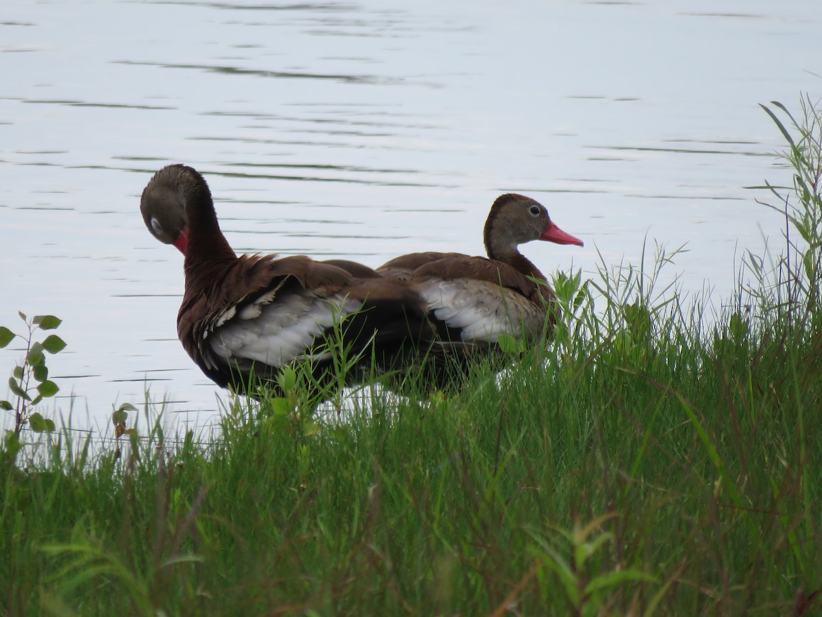 Black-bellied Whistling-Duck - ML353888771