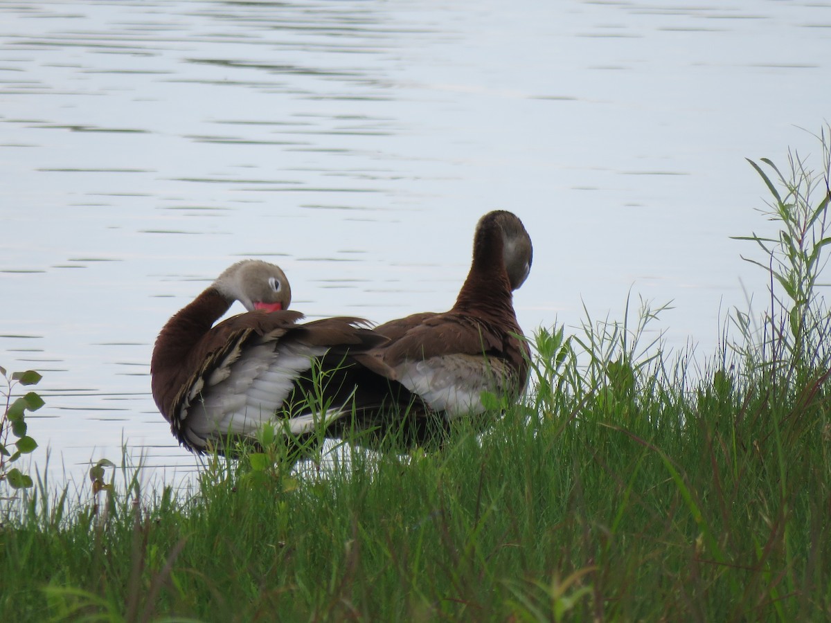 Black-bellied Whistling-Duck - ML353888811