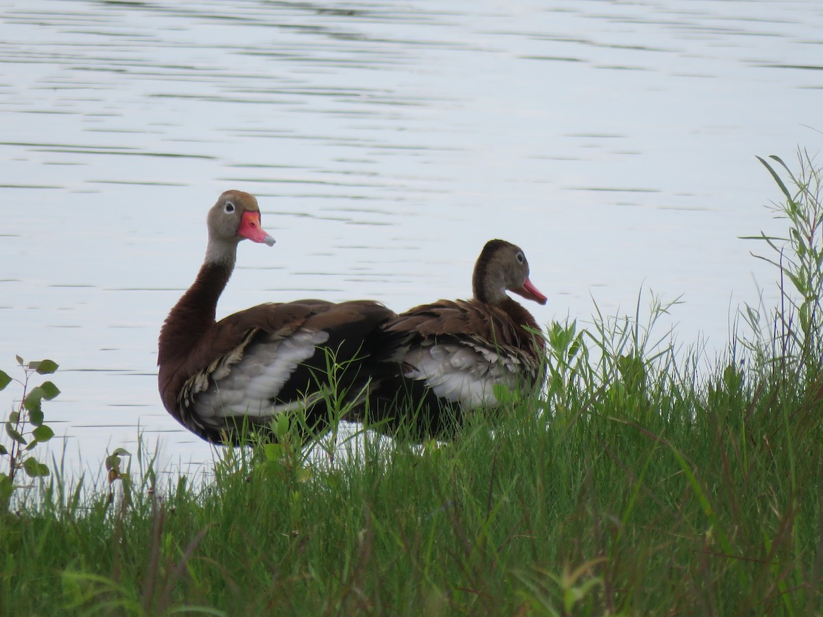 Black-bellied Whistling-Duck - S. Queen