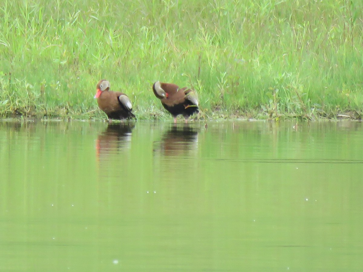 Black-bellied Whistling-Duck - ML353888891