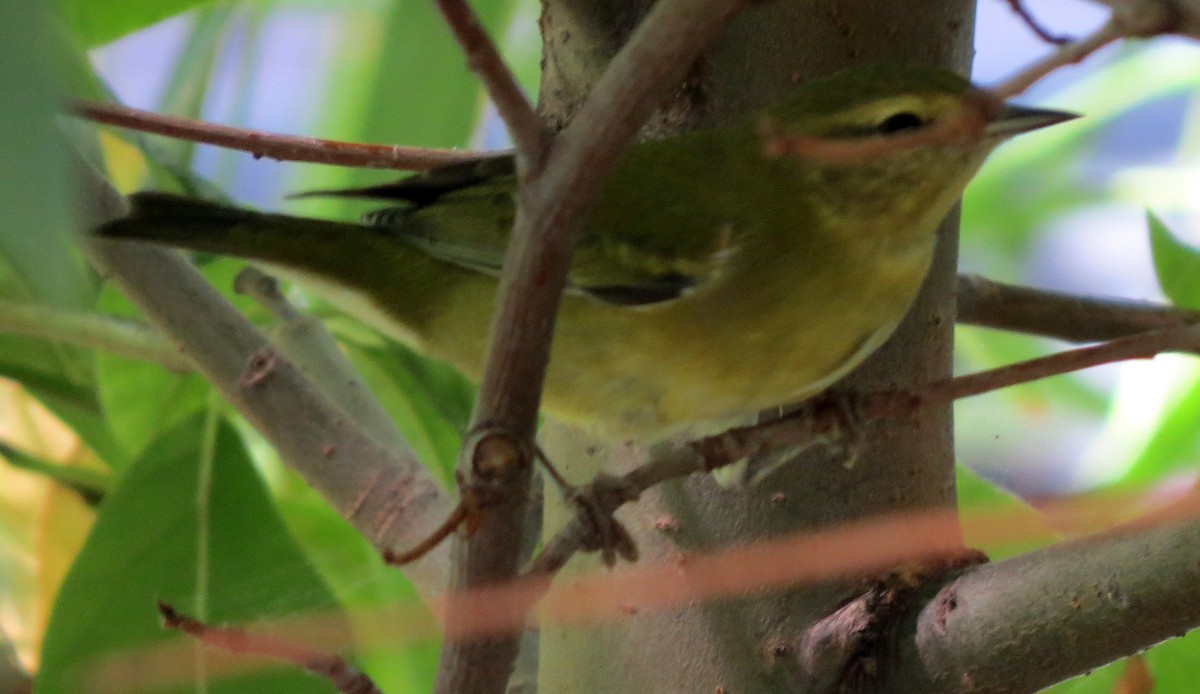 Tennessee Warbler - Gabor Bodor