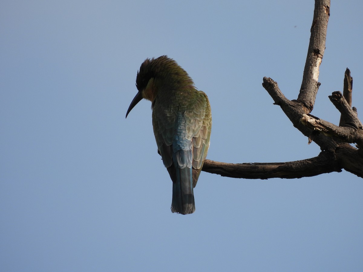 Blue-tailed Bee-eater - ML353890371