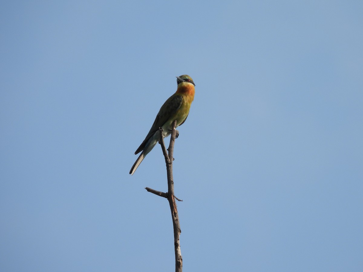 Blue-tailed Bee-eater - ML353890391