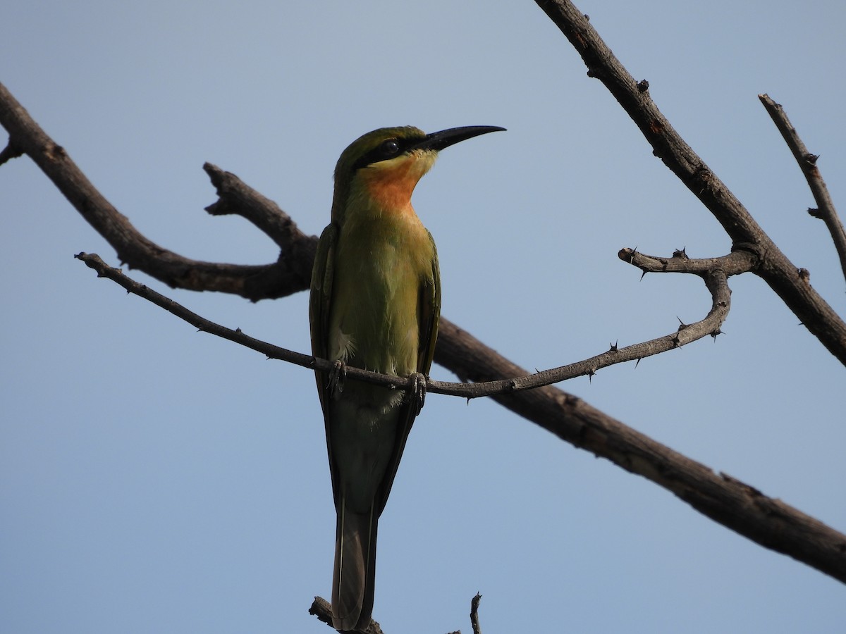 Blue-tailed Bee-eater - ML353890441