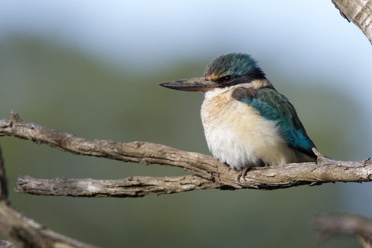 Sacred Kingfisher - ML353893071