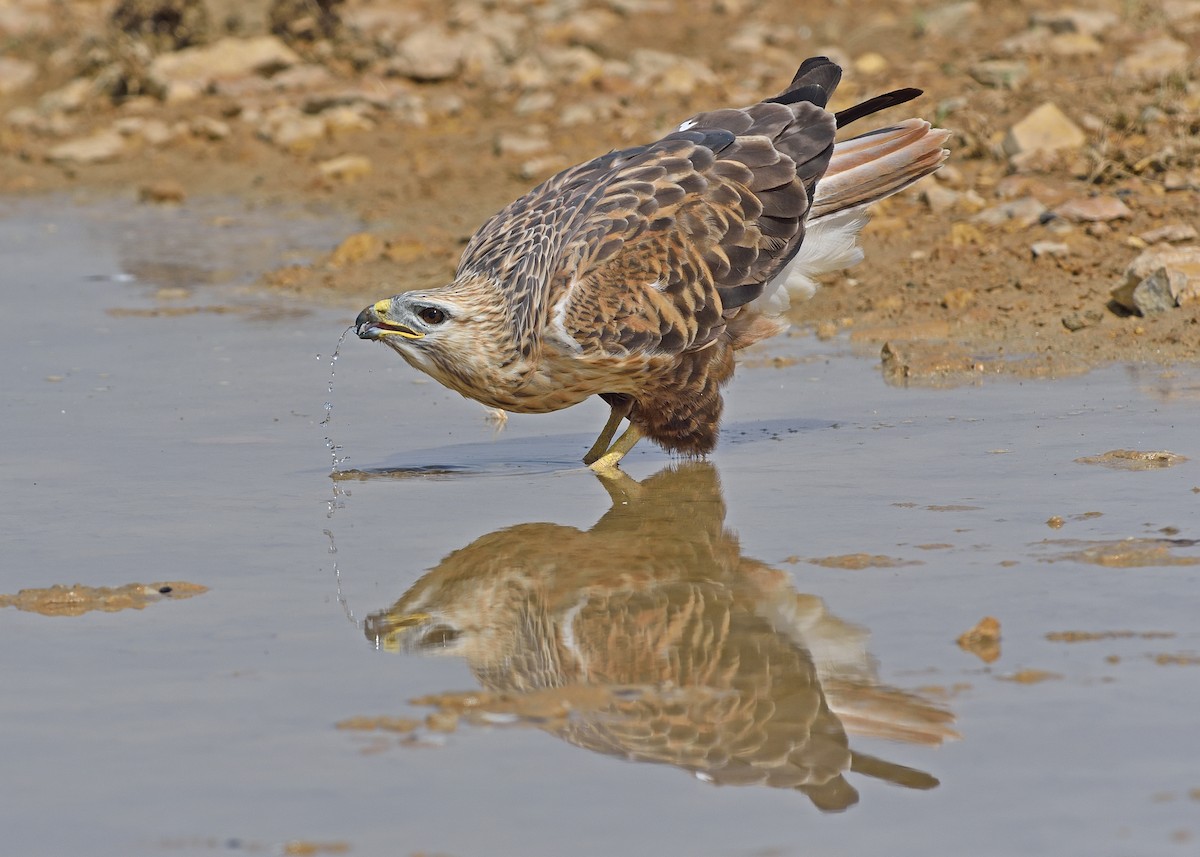 Long-legged Buzzard - ML353896271