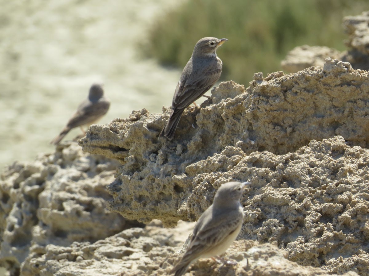 Desert Lark - ML353898641