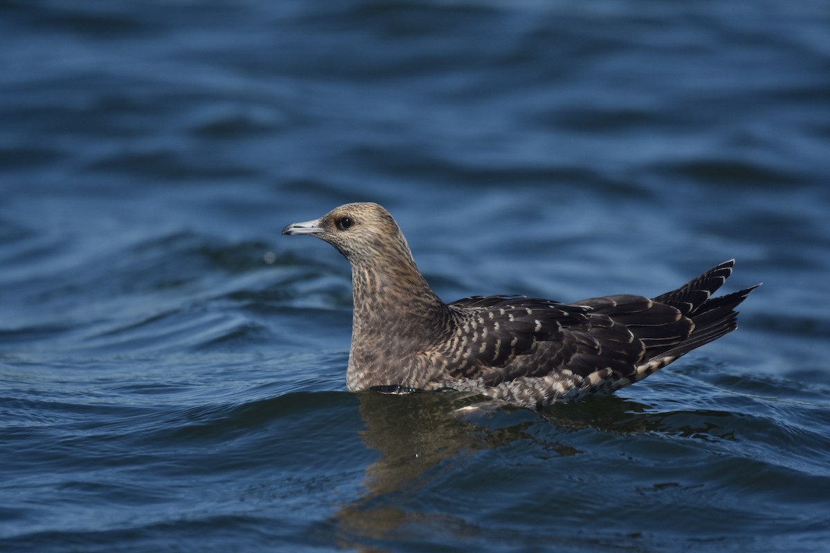 Parasitic Jaeger - ML35389921