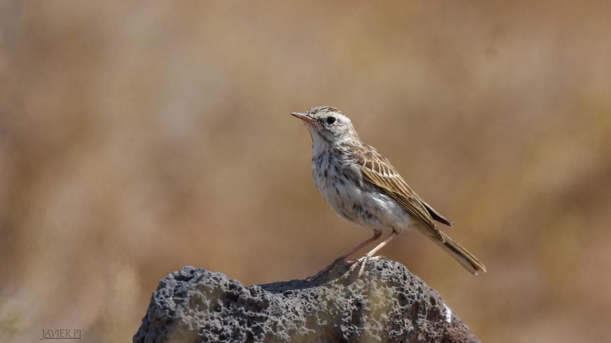 Berthelot's Pipit - Javier Pi Vallina