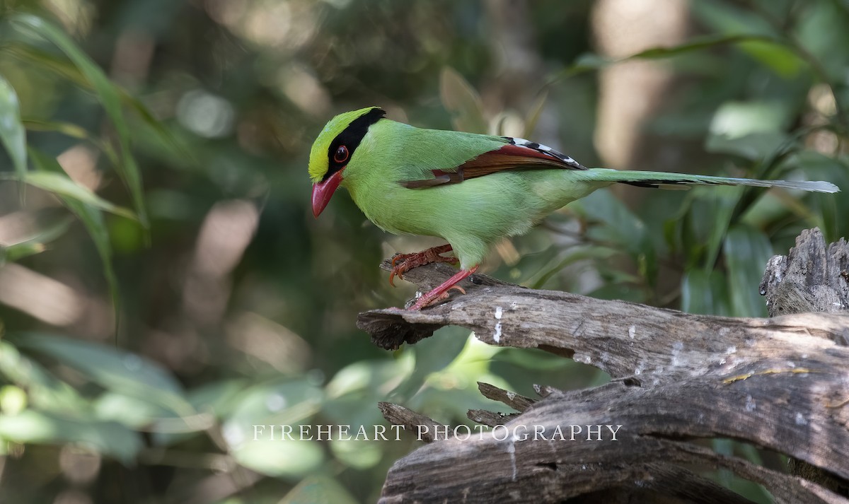 Common Green-Magpie (Common) - Turbo tu