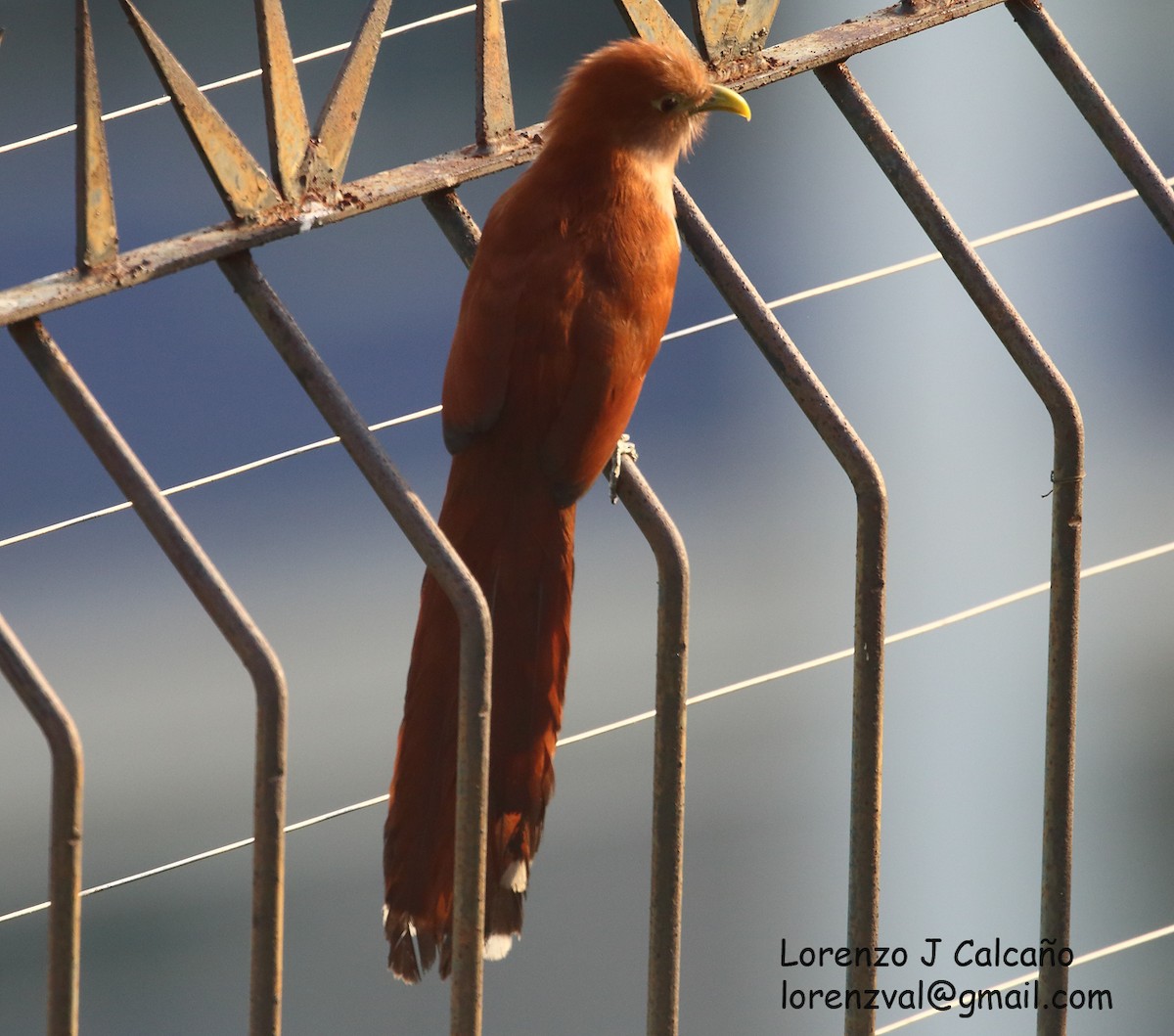 Squirrel Cuckoo - Lorenzo Calcaño