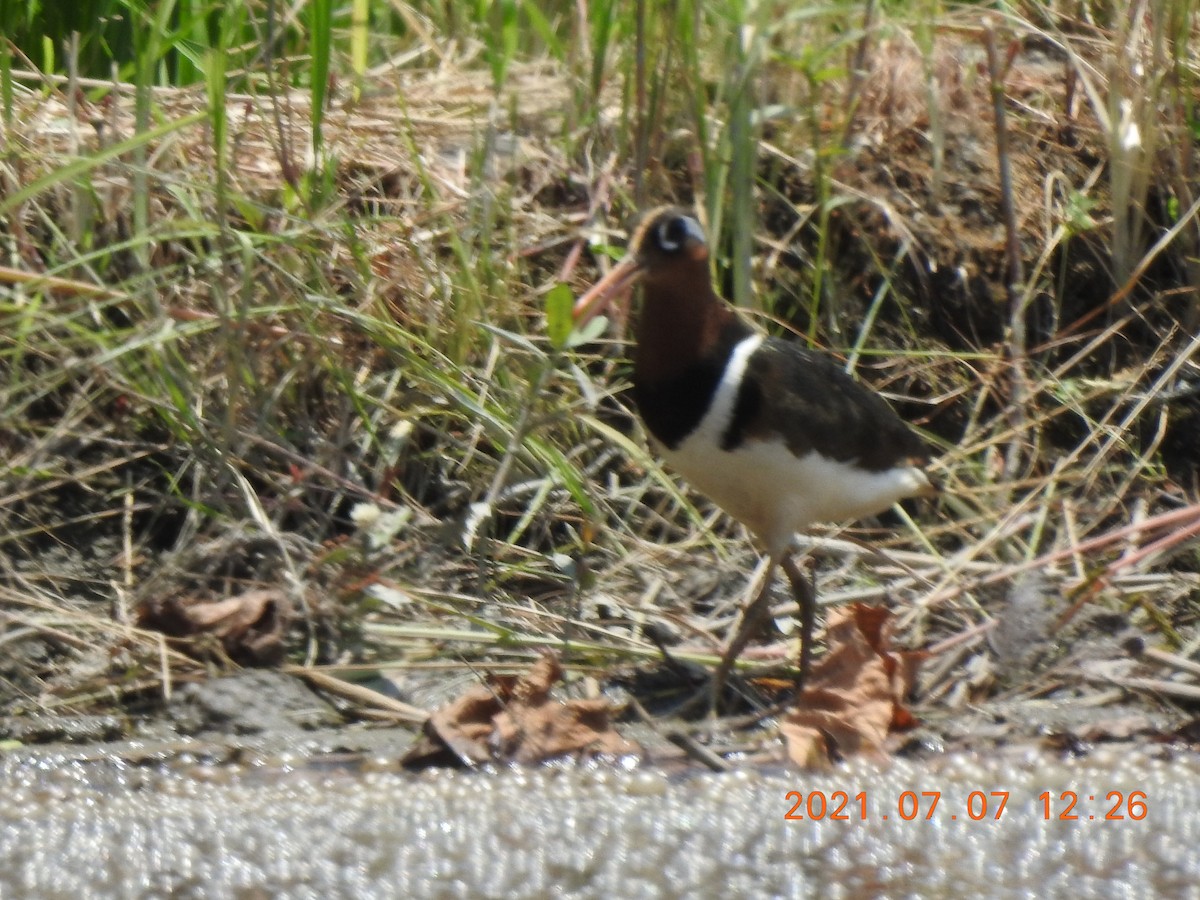 Greater Painted-Snipe - Mei-Luan Wang