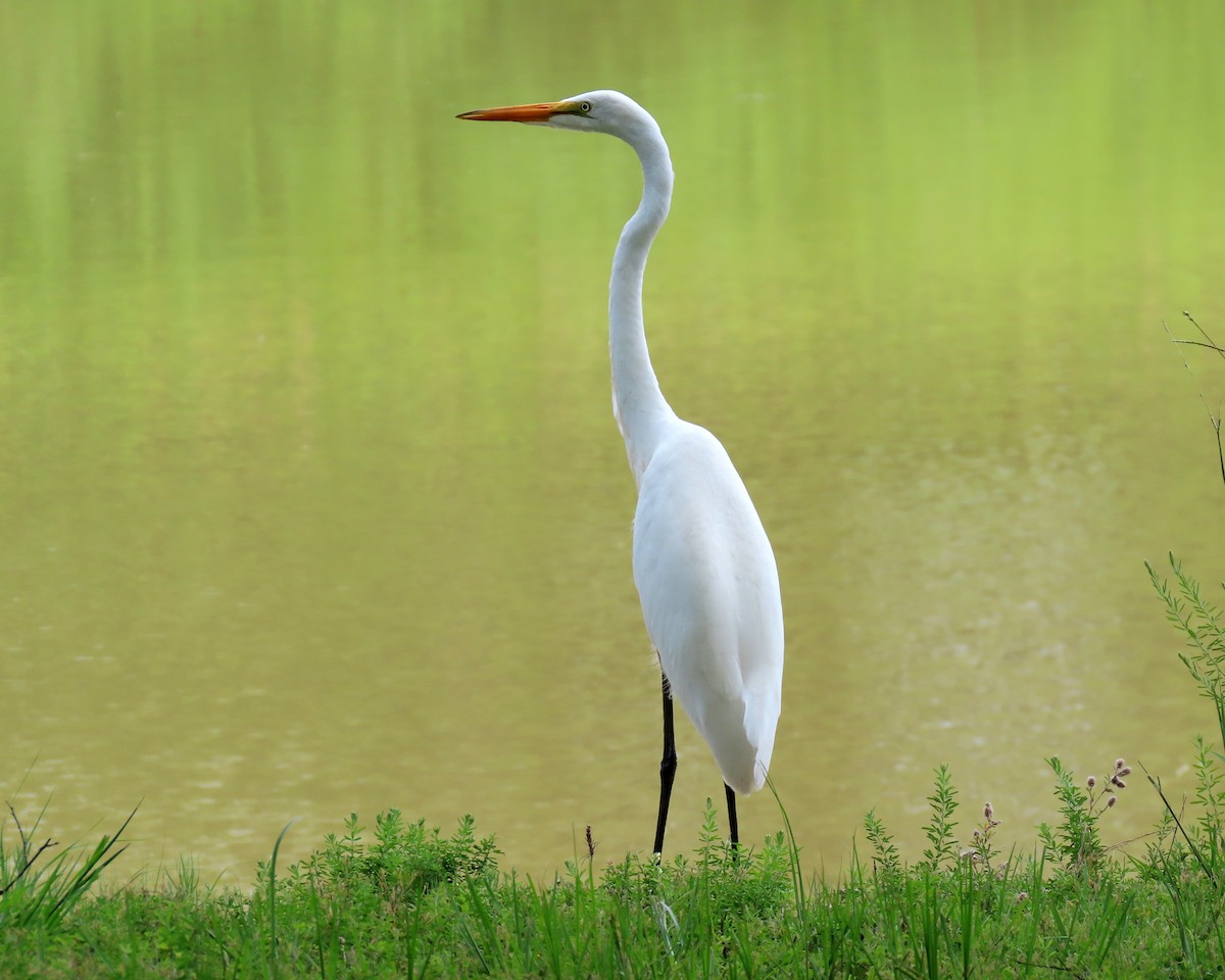 Great Egret - ML353904441