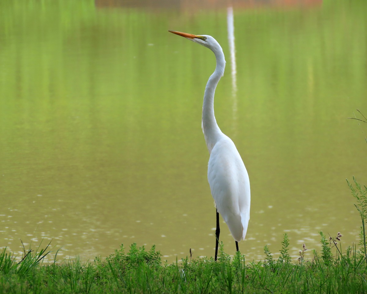 Great Egret - ML353904451