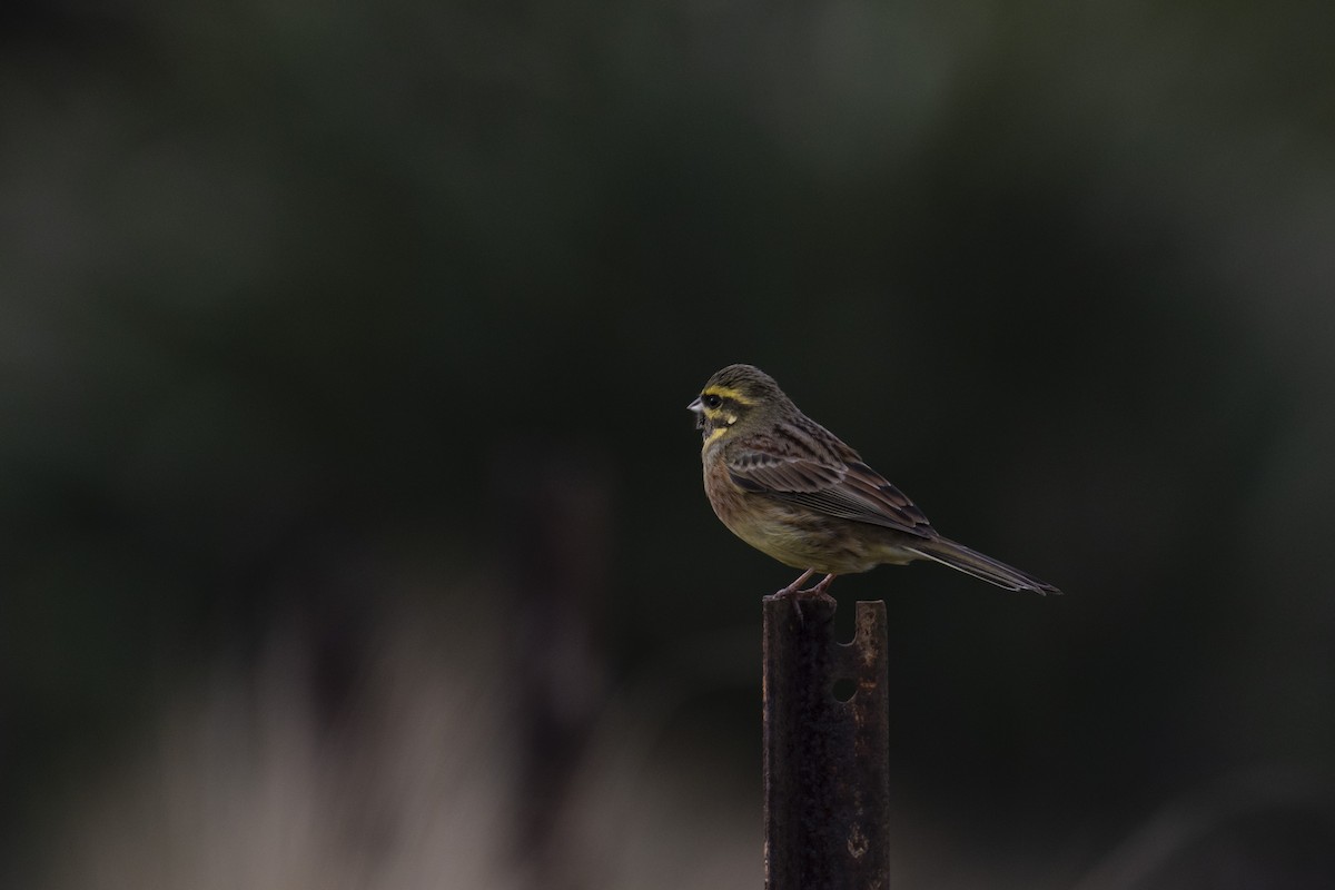 Cirl Bunting - ML353904471