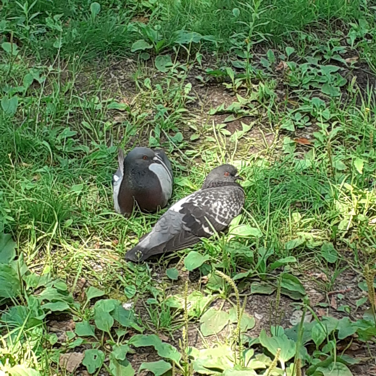 Rock Pigeon - ML353904811