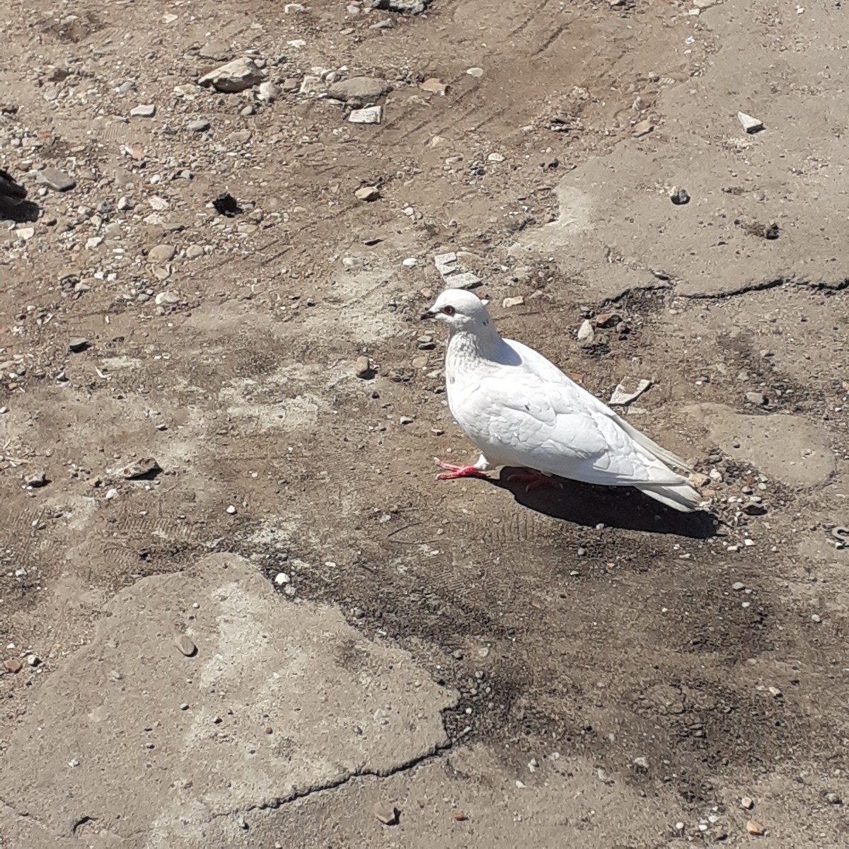 Rock Pigeon - ML353904821