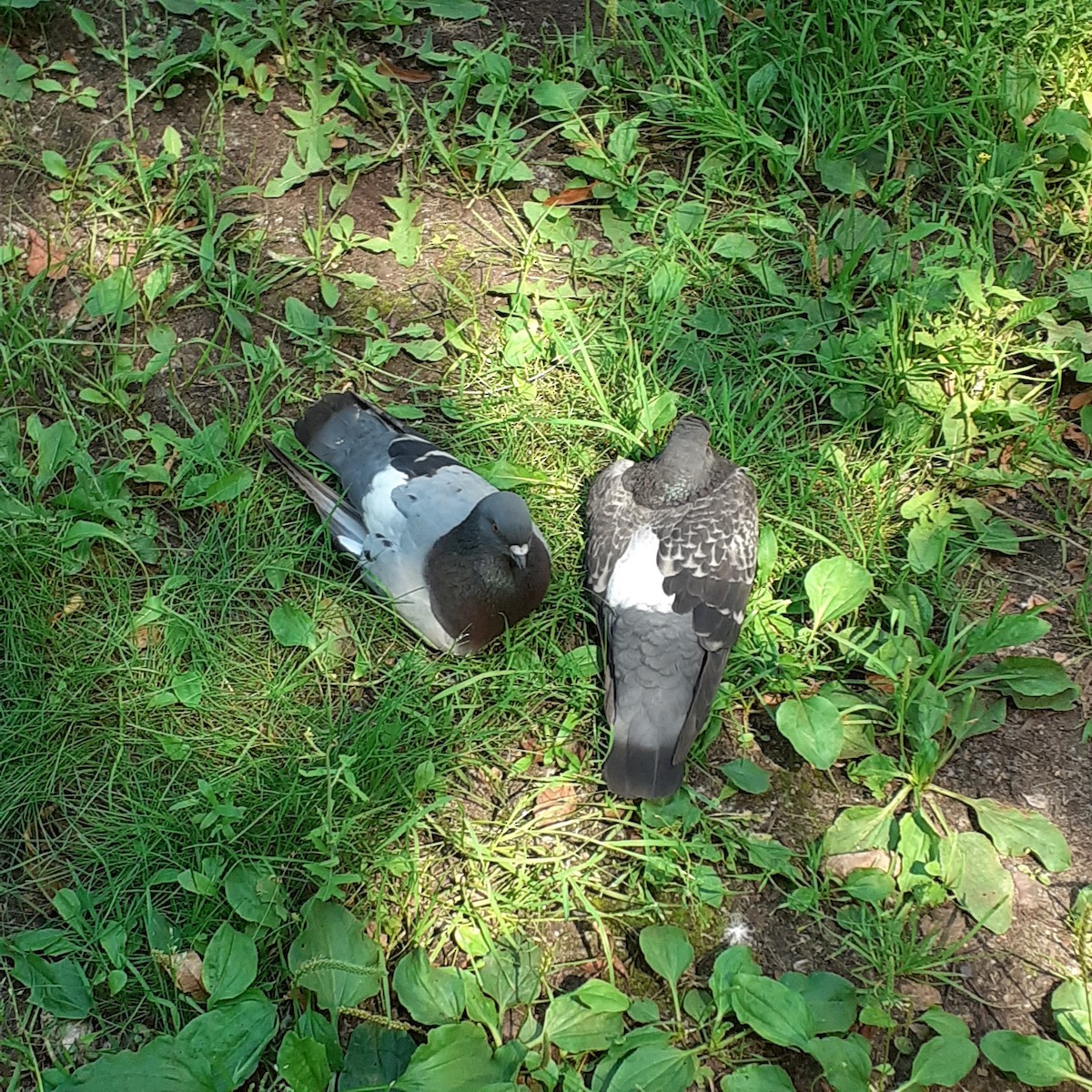 Rock Pigeon - ML353904831