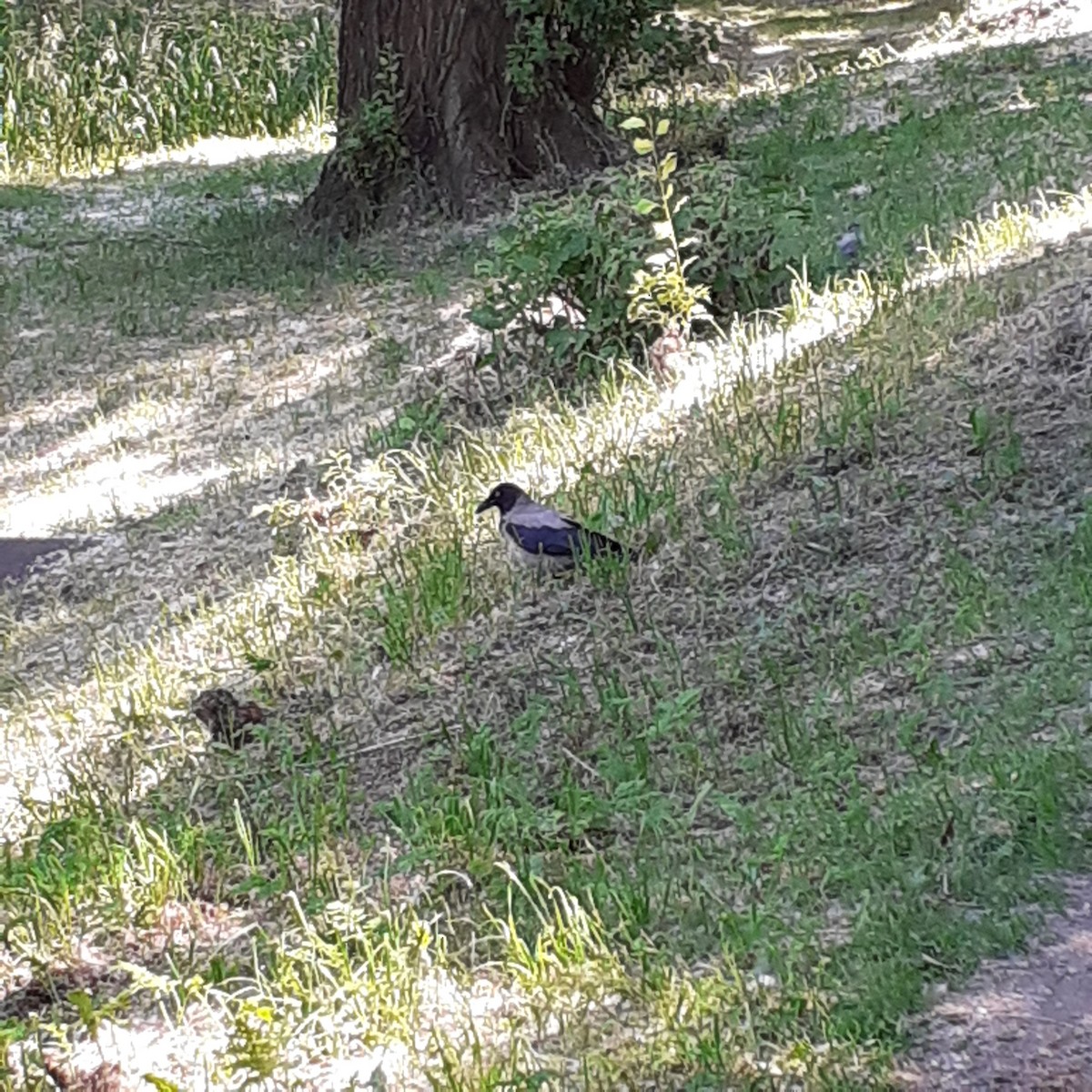 Hooded Crow - ML353904861