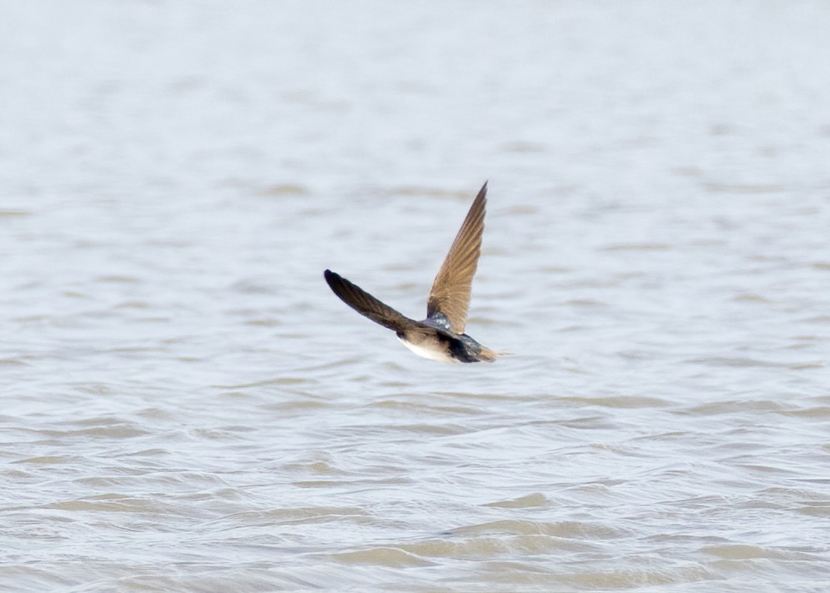 Blue-and-white Swallow (patagonica) - ML353904921