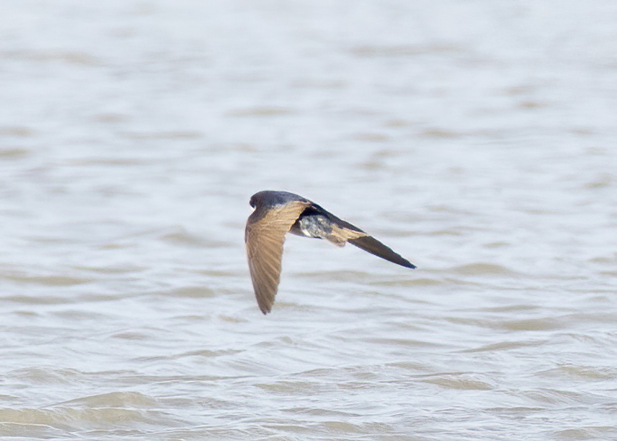 Blue-and-white Swallow (patagonica) - ML353904941