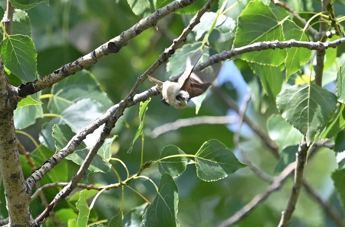Eurasian Penduline-Tit - ML353905171