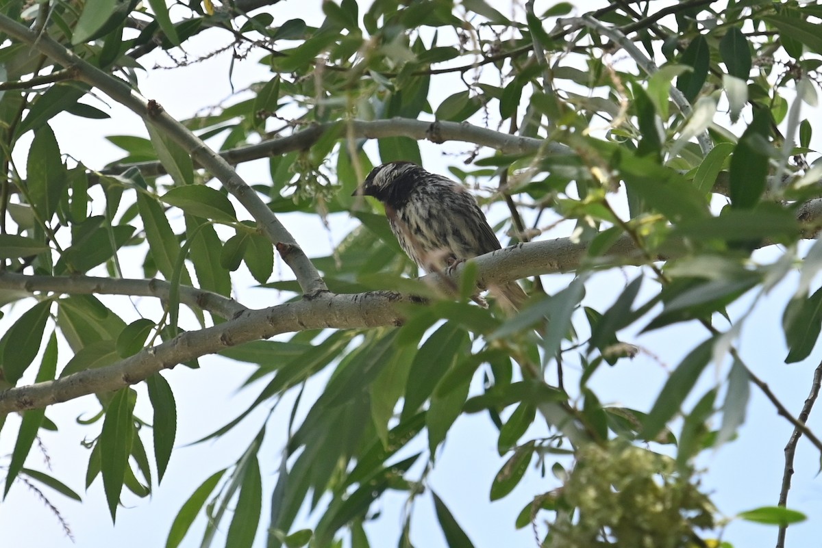 Spanish Sparrow - ML353905511
