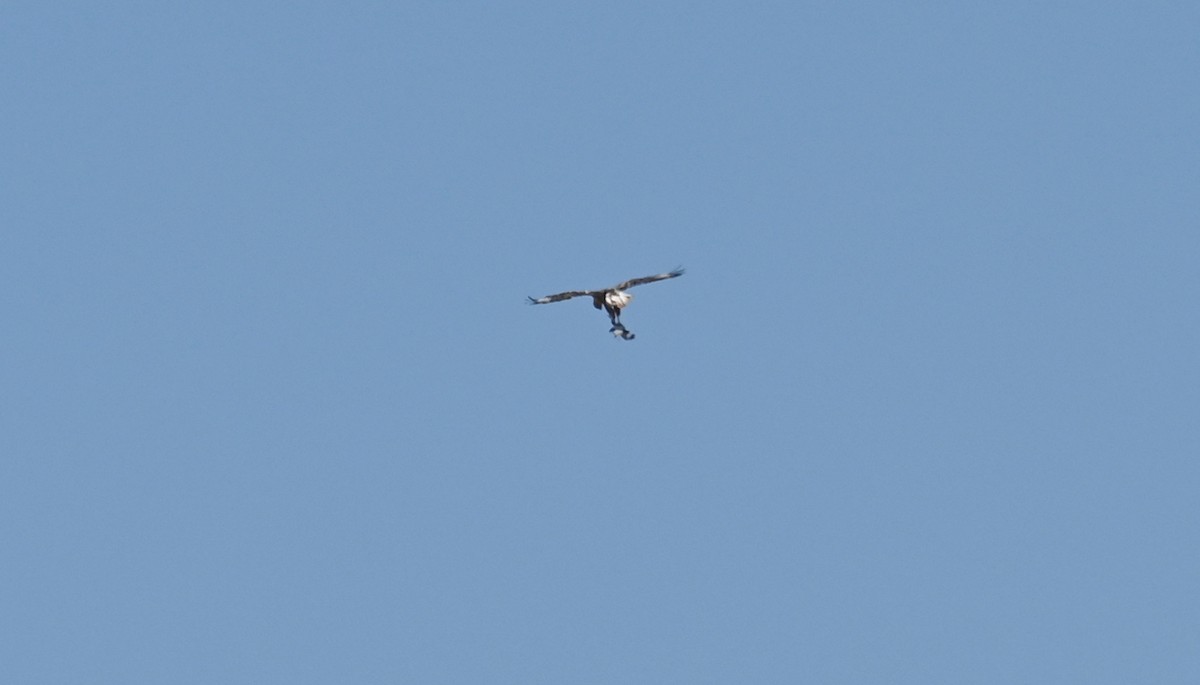 Long-legged Buzzard - ML353906281