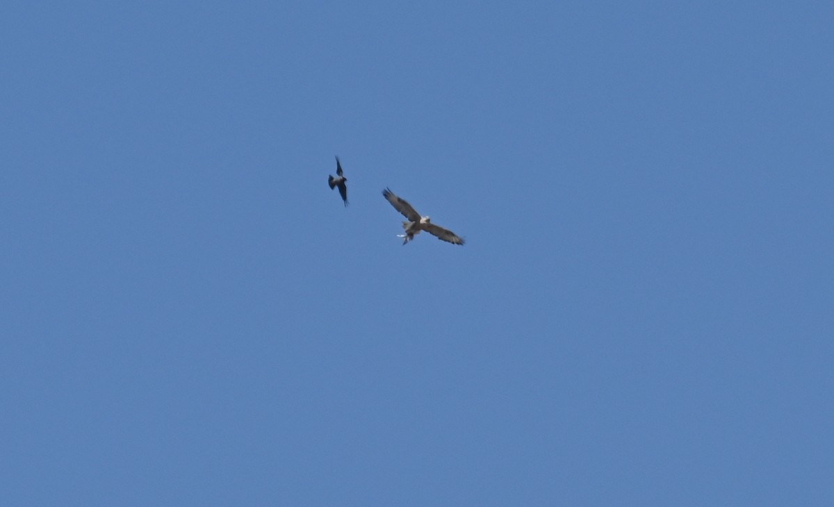 Long-legged Buzzard - ML353906291