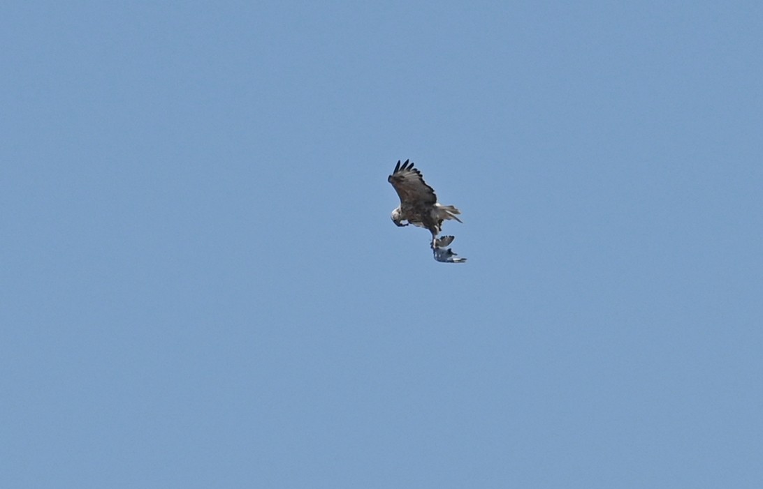 Long-legged Buzzard - ML353906311