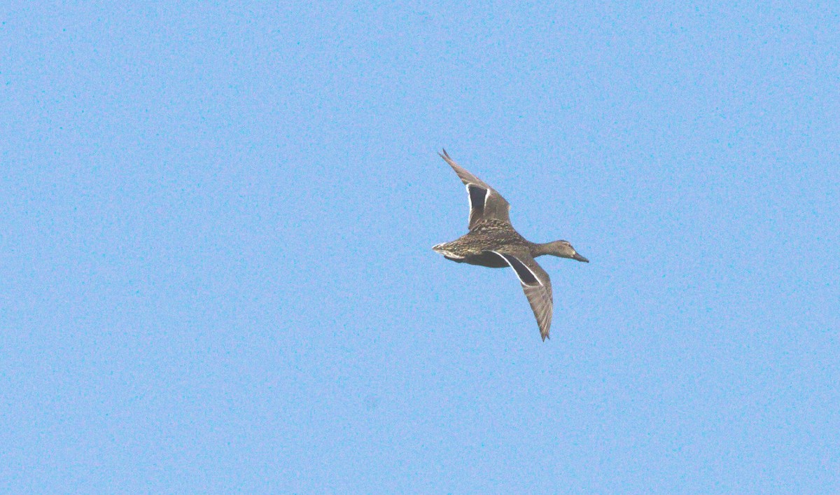 Mallard - ML353906661