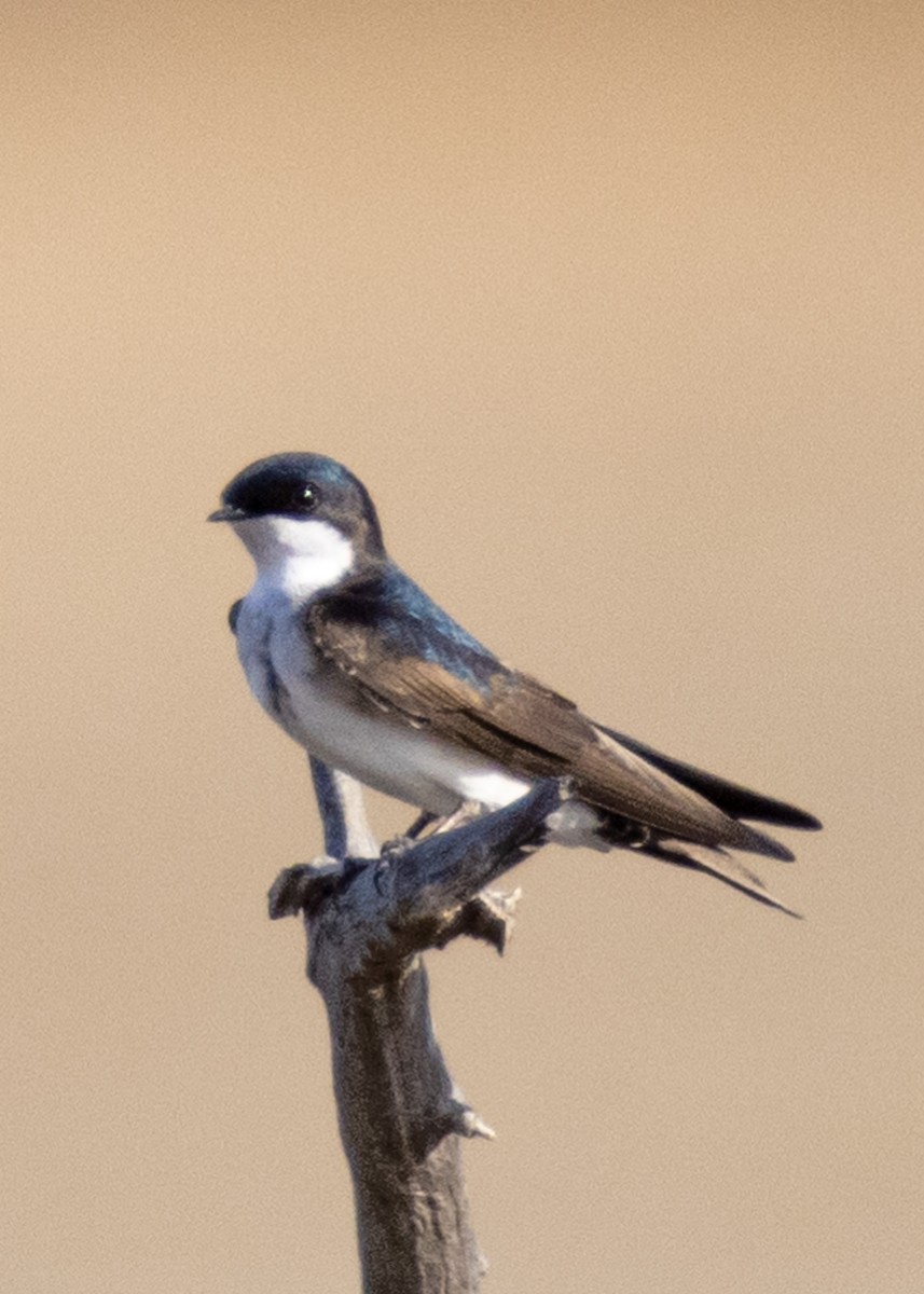 Blue-and-white Swallow (patagonica) - ML353907161