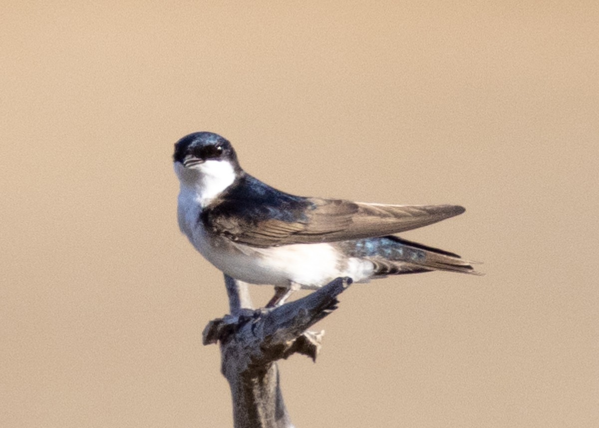 Blue-and-white Swallow (patagonica) - ML353907171