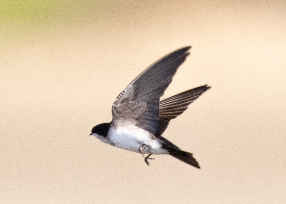 Blue-and-white Swallow (patagonica) - ML353907181