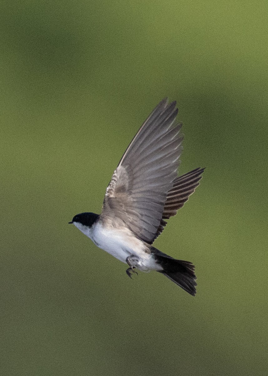 Blue-and-white Swallow (patagonica) - ML353907201