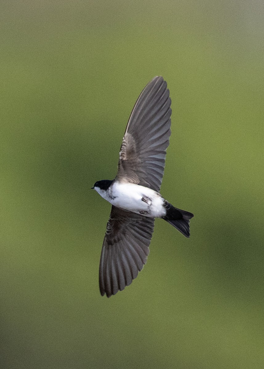 Blue-and-white Swallow (patagonica) - ML353907211