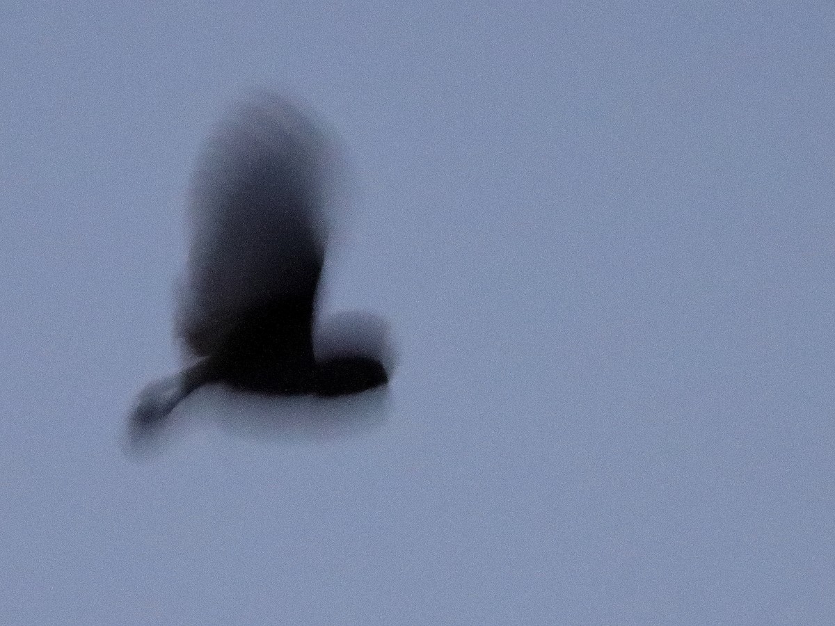 American Barn Owl - ML353907321